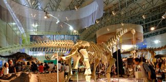 Dinozaurul Euhelopus, descoperit de paleontologul american Alfred Sherwood Romer