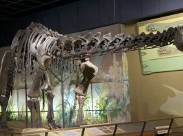 Dinozaurul Haplocanthosaurus, o altă pradă a dinozaurilor prădători