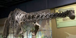 Dinozaurul Haplocanthosaurus, o altă pradă a dinozaurilor prădători