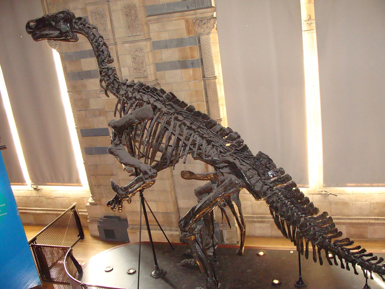 Dinozaurul Iguanodon