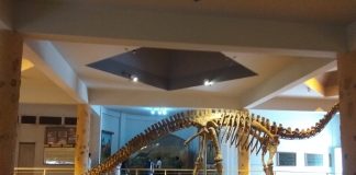 Dinozaurul Kotasaurus, cel mai vechi sauropod cunoscut