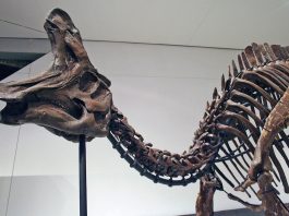 Dinozaurul Lambeosaurus, un animal preistoric vegetarian