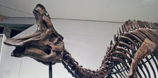 Dinozaurul Lambeosaurus, un animal preistoric vegetarian