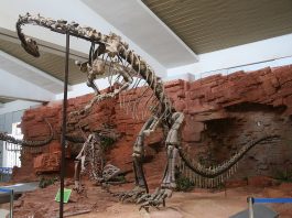 Dinozaurul Yunnanosaurus, un prosauropod dotat cu o dentiție aparte