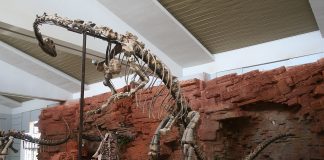 Dinozaurul Yunnanosaurus, un prosauropod dotat cu o dentiție aparte