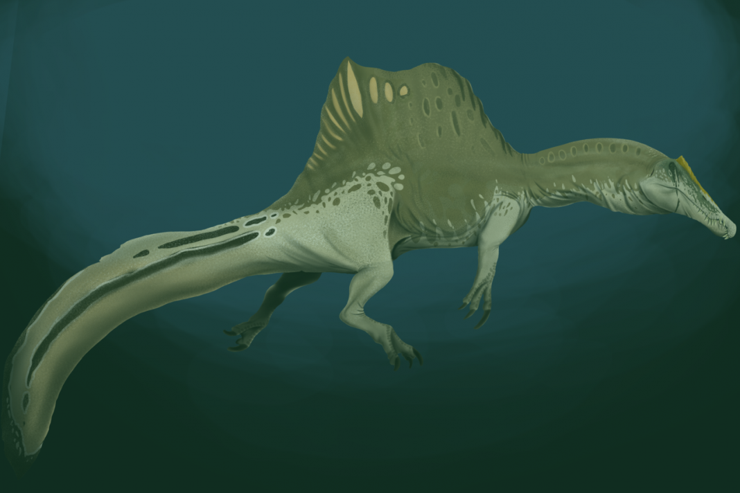 Dinozaurul carnivor Spinosaurus avea o creastă impresionantă și a trăit în Cretacicul superior Dinozaurul carnivor Spinosaurus avea o creastă impresionantă și a trăit în Cretacicul superior