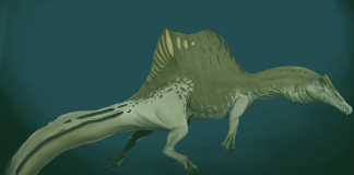 Dinozaurul carnivor Spinosaurus avea o creastă impresionantă și a trăit în Cretacicul superior