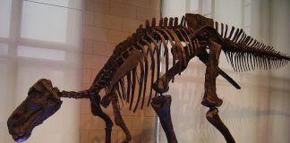 Dinozaurul erbivor cu cap de cal, Maiasaura