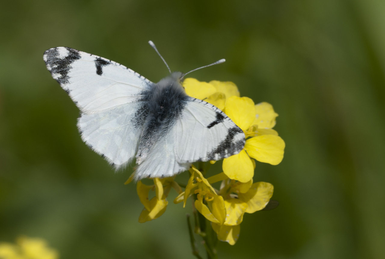 Euchloe ausonia