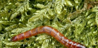 Familia Elateridae cuprinde specia de gândaci pocnitori, vezi de ce li se spune așa