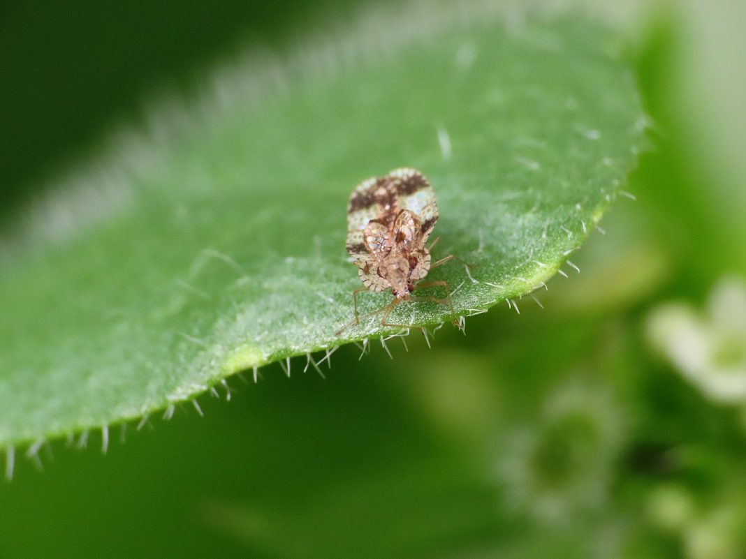 Familia Tingidae, află totul despre gândacii de dantelă