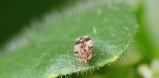 Familia Tingidae, află totul despre gândacii de dantelă