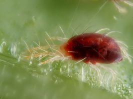 Familia Trombidiidae, conține căpușe-păianjen