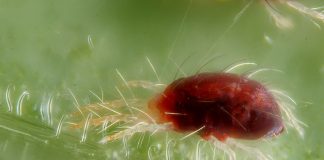 Familia Trombidiidae, conține căpușe-păianjen