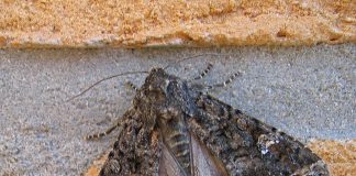 Fluturi nocturni, vezi în ce regiuni sunt întâlniți