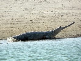 Gavialul (Gavialis gangeticus), o specie de crocodili cu cioc