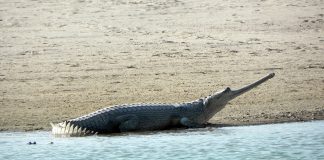 Gavialul (Gavialis gangeticus), o specie de crocodili cu cioc