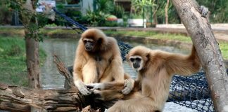 Gibonul lar (Hylobates lar) are culoarea cafenie