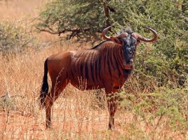 Gnu dungat (Connochaetes taurinus), un mamifer copitat de talie mare