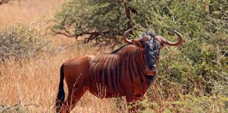 Gnu dungat (Connochaetes taurinus), un mamifer copitat de talie mare