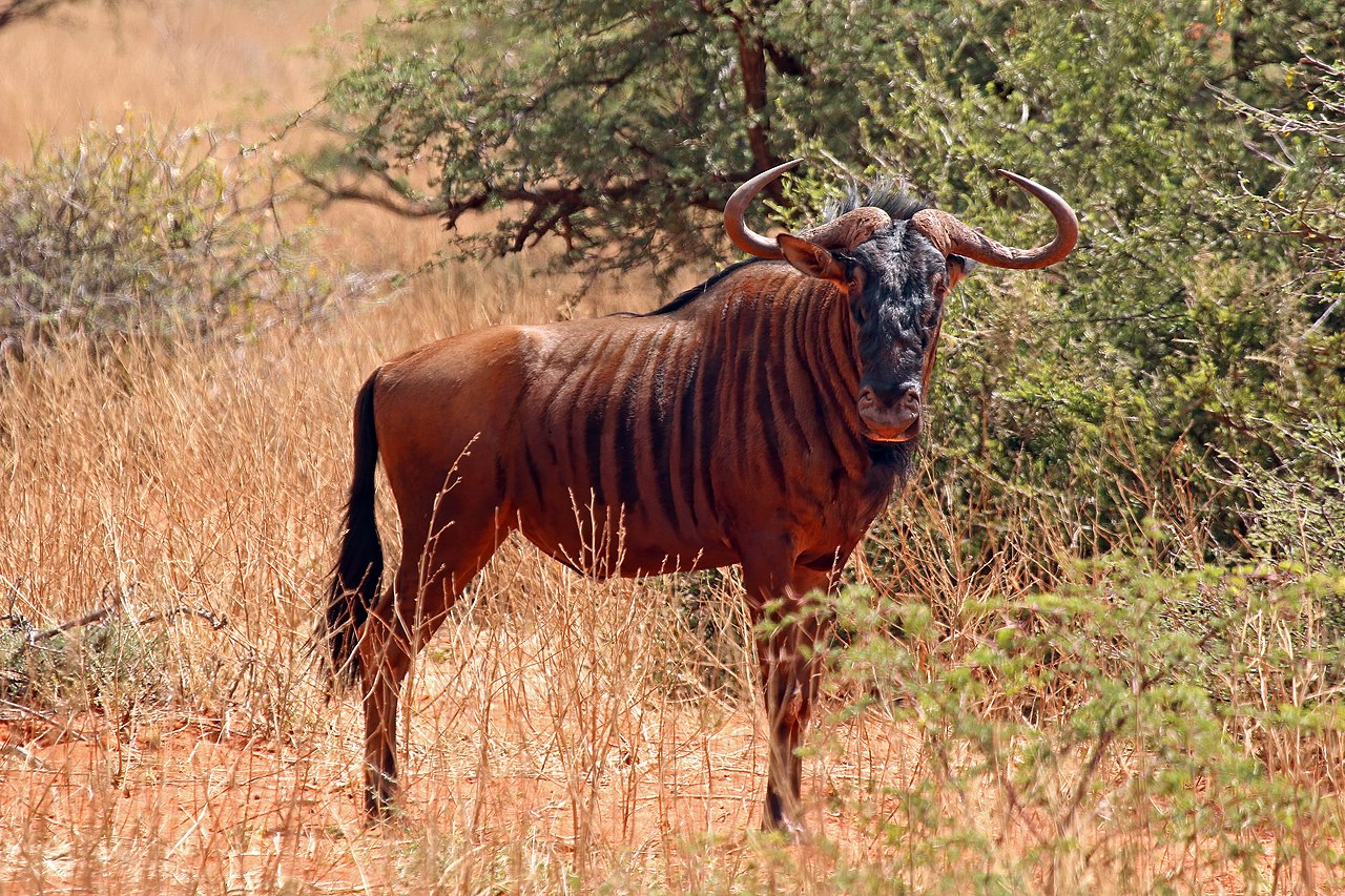 Gnu dungat (Connochaetes taurinus), un mamifer copitat de talie mare