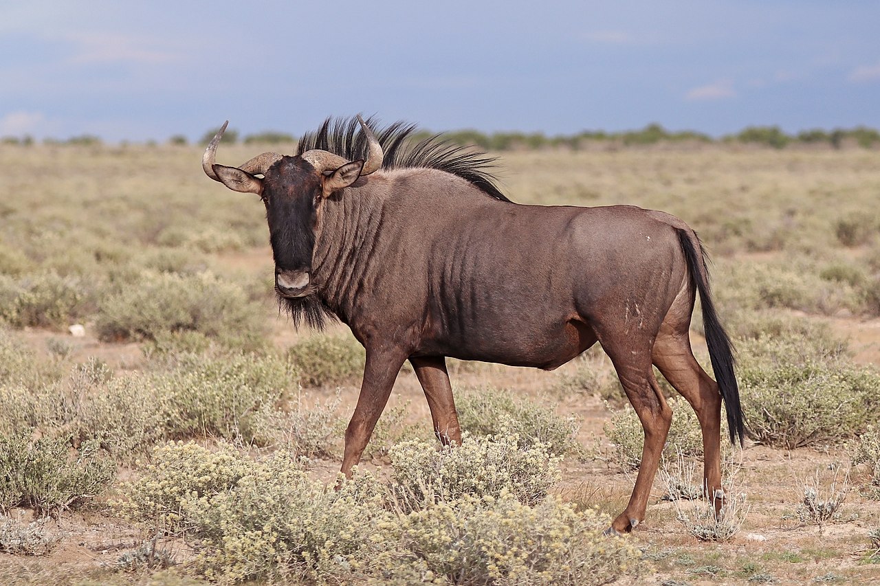 Gnu dungat