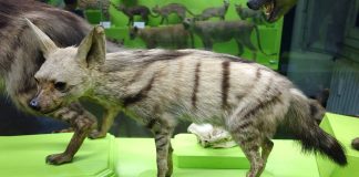 Lupul de pământ (Proteles cristatus), o rudă mai mică a hienei