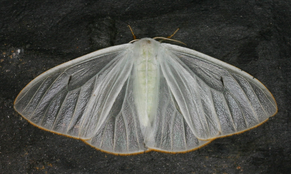 Lymantriidae, Foto: thaibugs.com