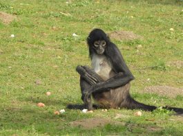 Maimuța păianjen cu mâini negre (Ateles geoffroyi), află totul despre această specie