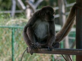 Maimuța păianjen cu păr lung (Ateles hybridus), trăiește în pădurile tropicale