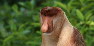 Maimuța cu trompă (Nasalis larvatus),una dintre cele mai vechi specii de maimuțe