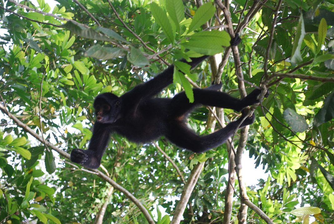 Maimuța păianjen (Ateles chamek), o specie arboricolă Maimuța păianjen (Ateles chamek), o specie arboricolă