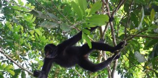 Maimuța păianjen (Ateles chamek), o specie arboricolă