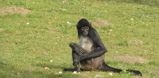 Maimuța păianjen cu mâini negre (Ateles geoffroyi), află totul despre această specie