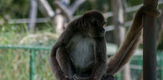 Maimuța păianjen cu păr lung (Ateles hybridus), trăiește în pădurile tropicale