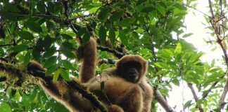 Maimuța păianjen lânoasă (Brachyteles arachnoides), o maimuță arboricolă agățătoare