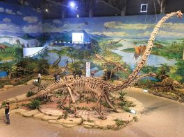 Mamenchisaurus, dinozaurul cu gâtul cel mai lung din era Mezozoică, Jurasicul superior