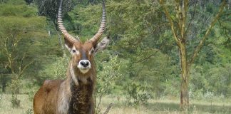 Mamifere copitate - Antilopa de apă (Kobus ellipsiprymnus)