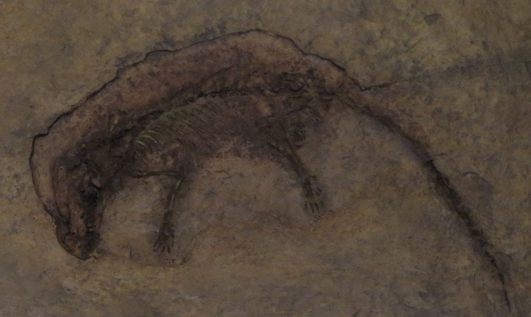 Mamiferul Eomaia, un șoarece preistoric Mamiferul Eomaia, un șoarece preistoric