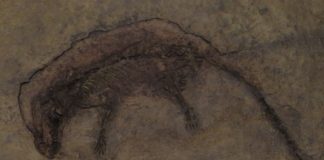 Mamiferul Eomaia, un șoarece preistoric