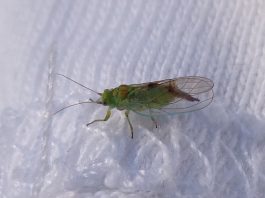 Păduchi de plante, insecte răspândite în întreaga lume