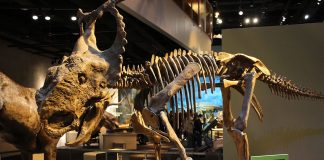 Pachyrhinosaurus, șopârla cu nas gros