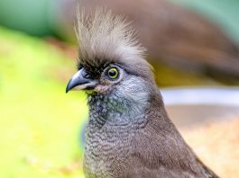 Pasărea-șoarece dungătă (Colius striatus), află unde trăiește