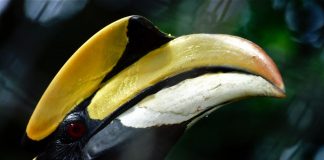 Pasărea rinocer cu două coarne (Buceros bicornis)