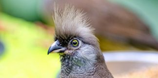 Pasărea-șoarece dungătă (Colius striatus), află unde trăiește