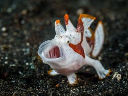 Peștele-broască (Antennarius maculatus), are corpul grosolan și alungit