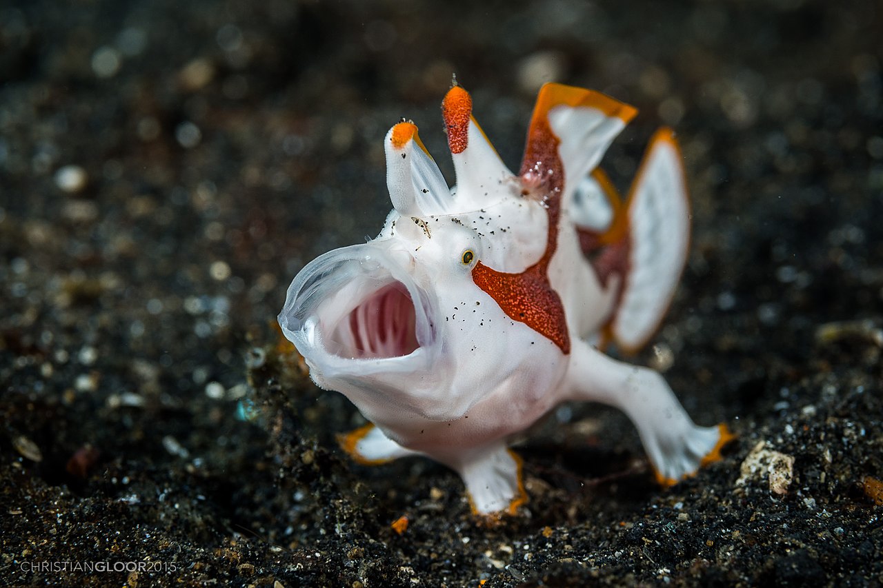 Peștele-broască (Antennarius maculatus), are corpul grosolan și alungit