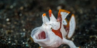 Peștele-broască (Antennarius maculatus), are corpul grosolan și alungit