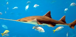 Peștele-fierăstrău (Pristis pectinata), are corpul alungit