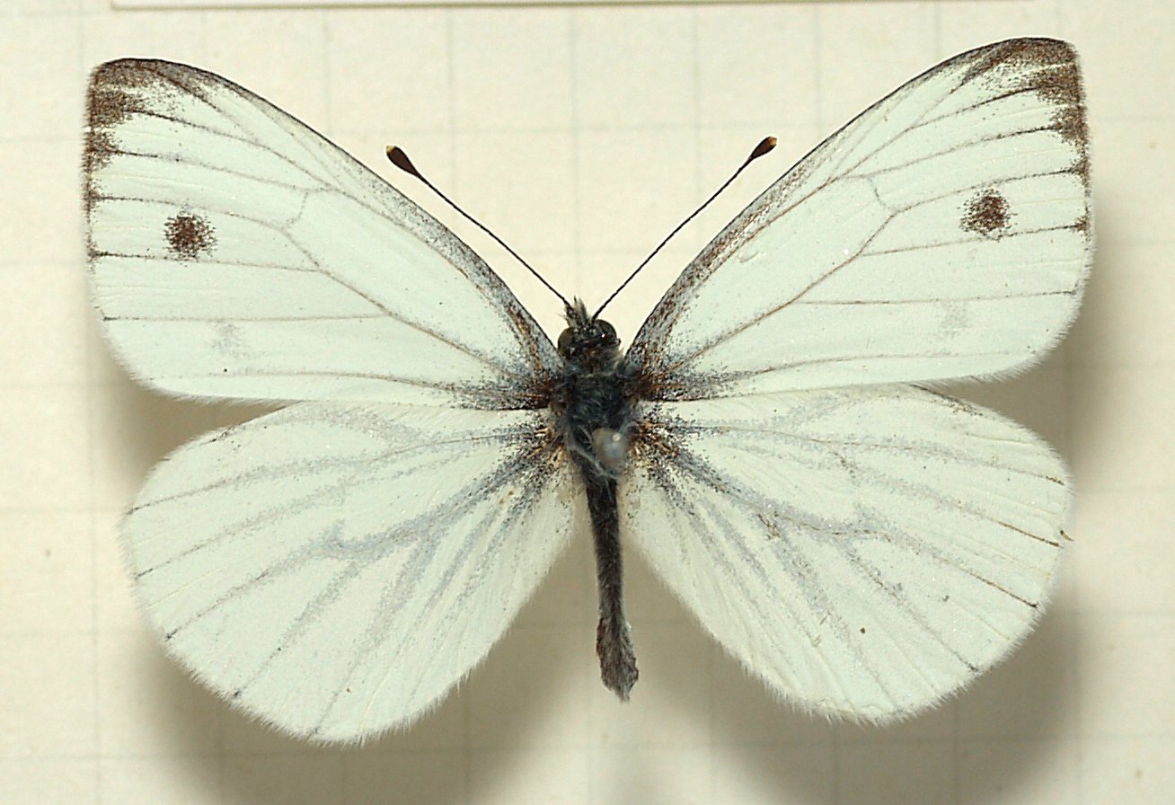 Pieris napi